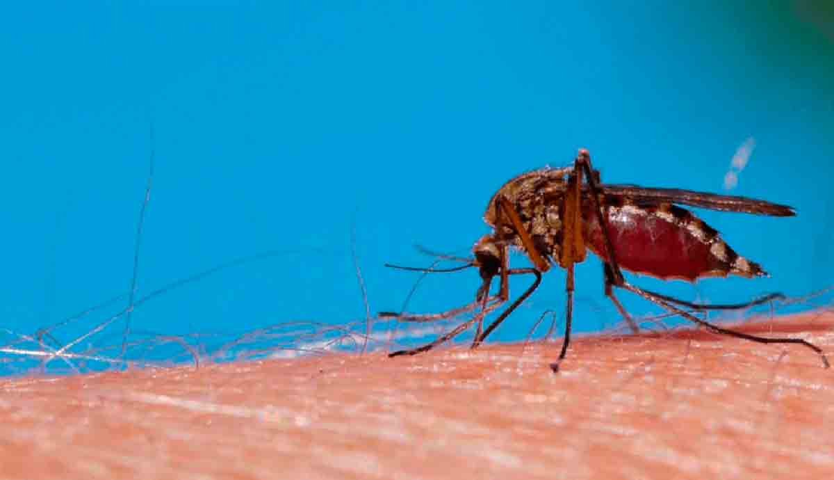 Más de 15 mil casos de dengue se contabilizan en el país: INS