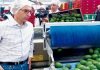 Colombia se convierte en productor de aguacate Hass de clase mundial