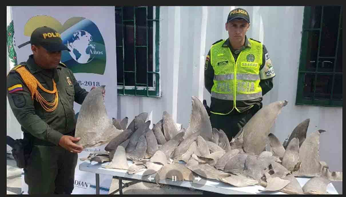 Incautan importante lote de aletas de tiburón en Santa Marta