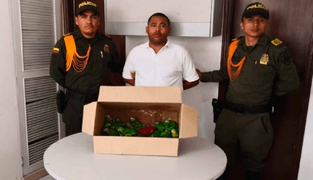 Detenido sujeto que llevaba periquitos en una caja de cartón
