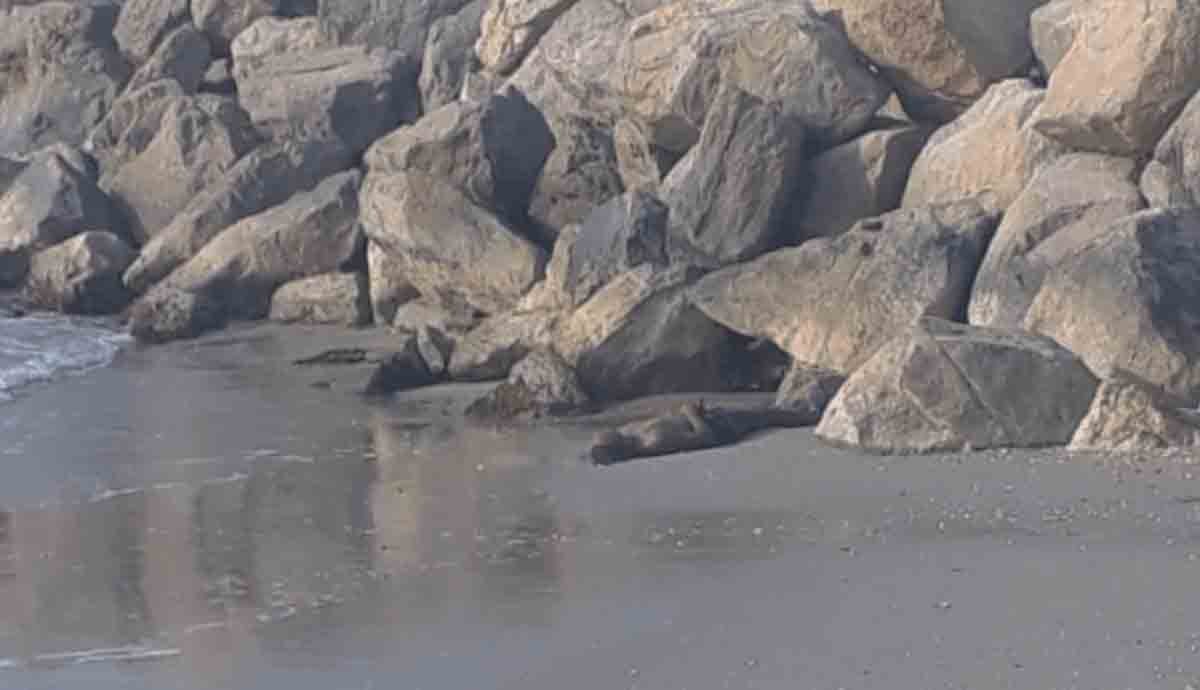 Hallan cadaver de un hombre a orillas de una playa en Riohacha