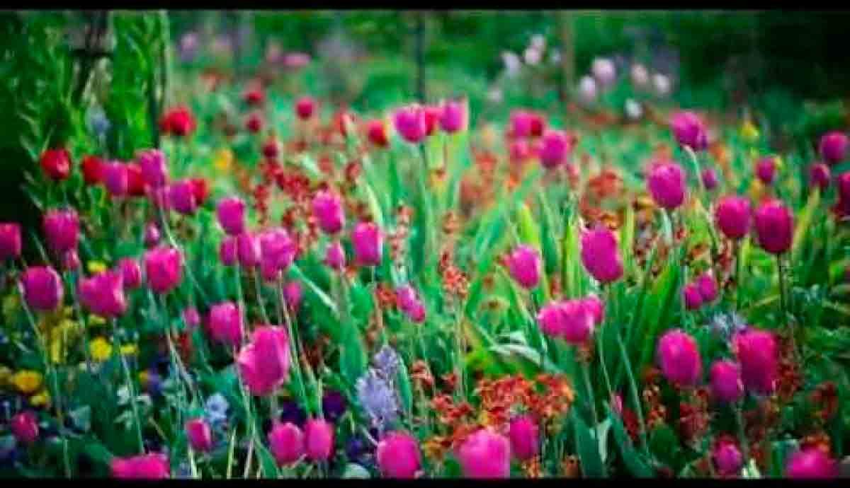 En un documental de Monet: el pintor que quiso desafiar el agua y la luz