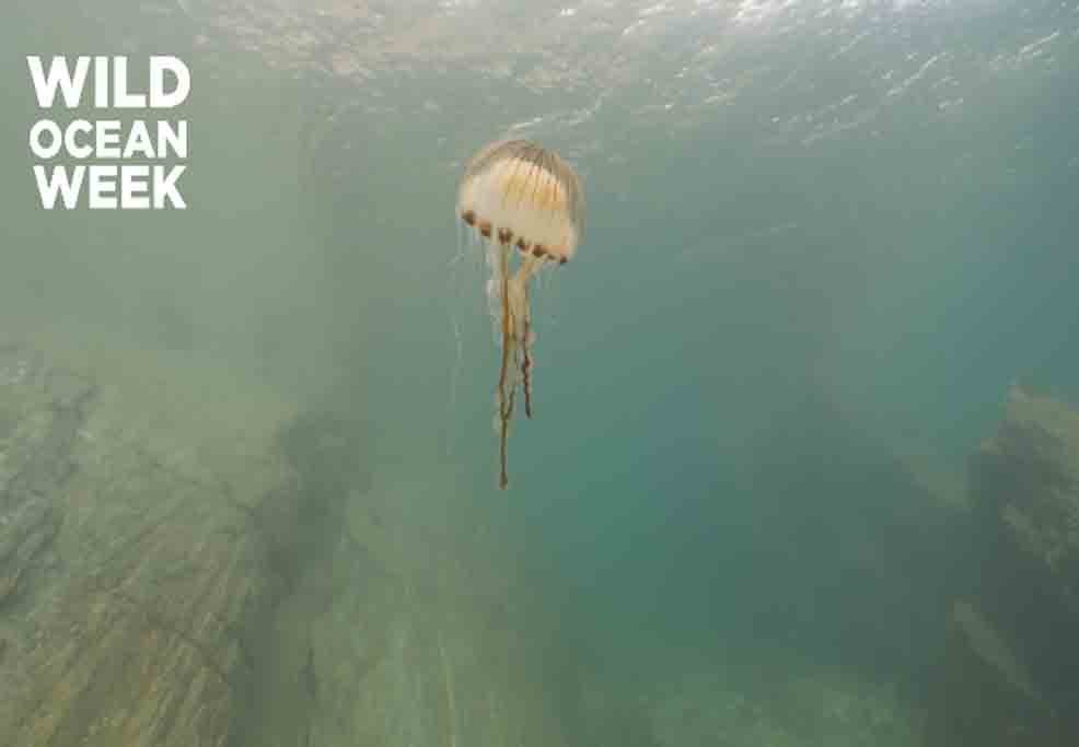 Buzos graban medusa gigante del tamaño de un humano