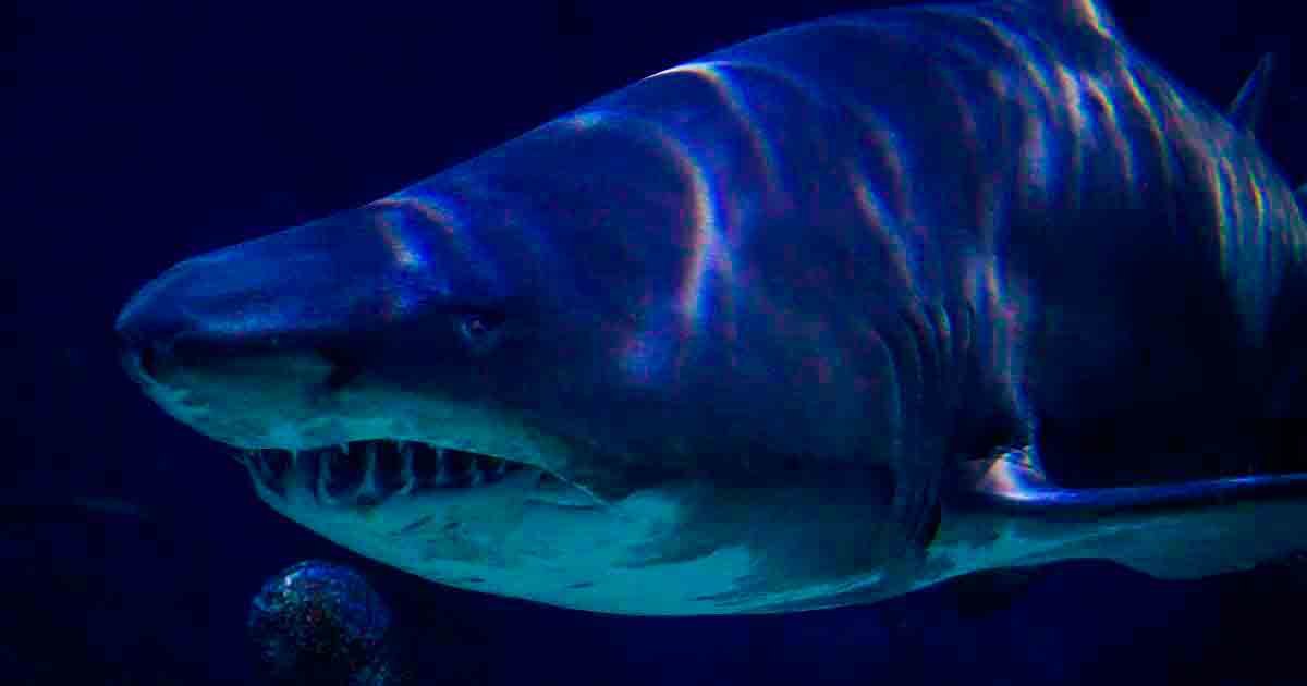 Captan en el Golfo de México tiburón más antiguo que los dinosaurios