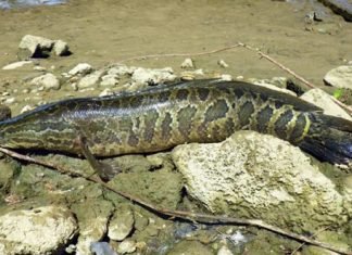 Pez invasivo puede respirar aire y sobrevivir sobre tierra