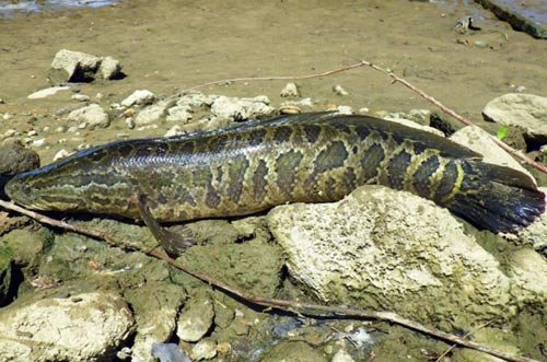 Pez invasivo puede respirar aire y sobrevivir sobre tierra