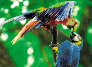 I Encuentro Internacional Virtual en Medicina de la Conservación de Fauna Silvestre en América Latina y el Caribe