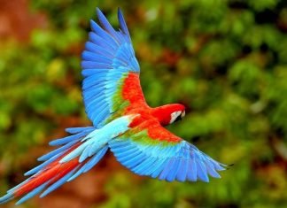 Colombia busca contar la mayor cantidad de aves en el Global Big Day 2023