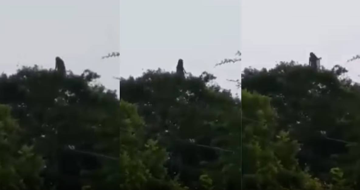 En Veracruz, México graban a supuesta bruja saliendo entre las ramas de un árbol 