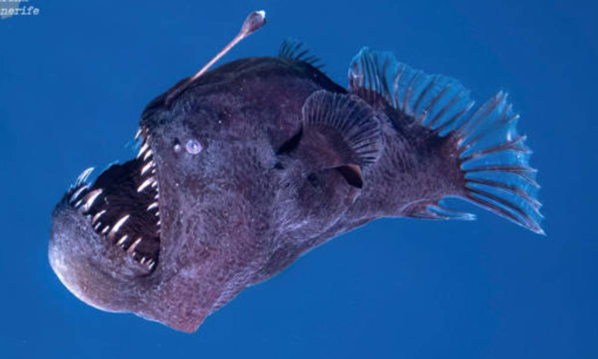 Cerca de la costa de la playa de San Juan, en España, fue visto cerca a la superficie Diablo negro: el pez que vive en las profundidades