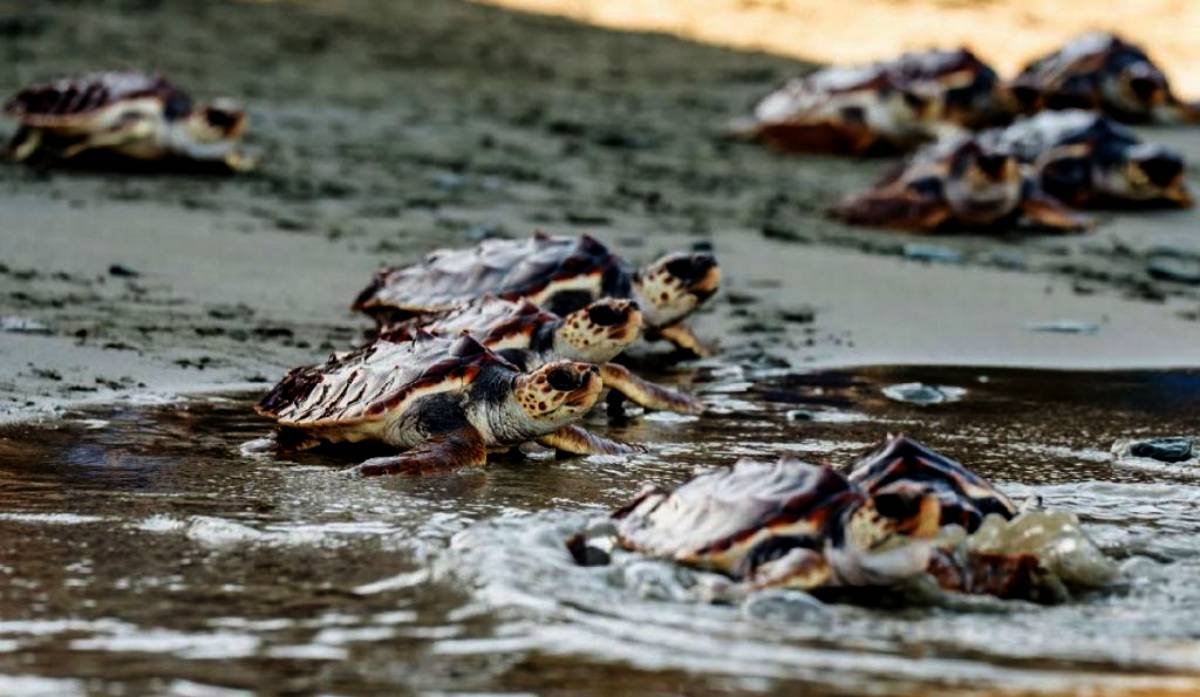 El Centro de Rescate de Fauna Marina, libera 67 tortugas marinas en Santa Marta
