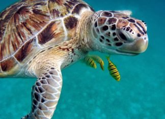 MinAmbiente y Desarrollo Sostenible, lanzó un llamado al sector turístico para la conservación y protección de las tortugas marinas que anidan en el Parque Tayrona