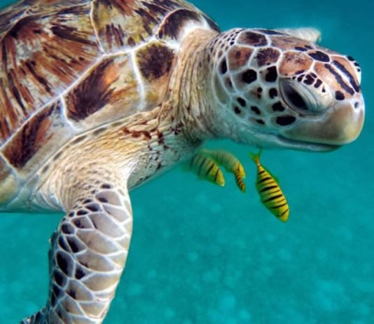 MinAmbiente y Desarrollo Sostenible, lanzó un llamado al sector turístico para la conservación y protección de las tortugas marinas que anidan en el Parque Tayrona