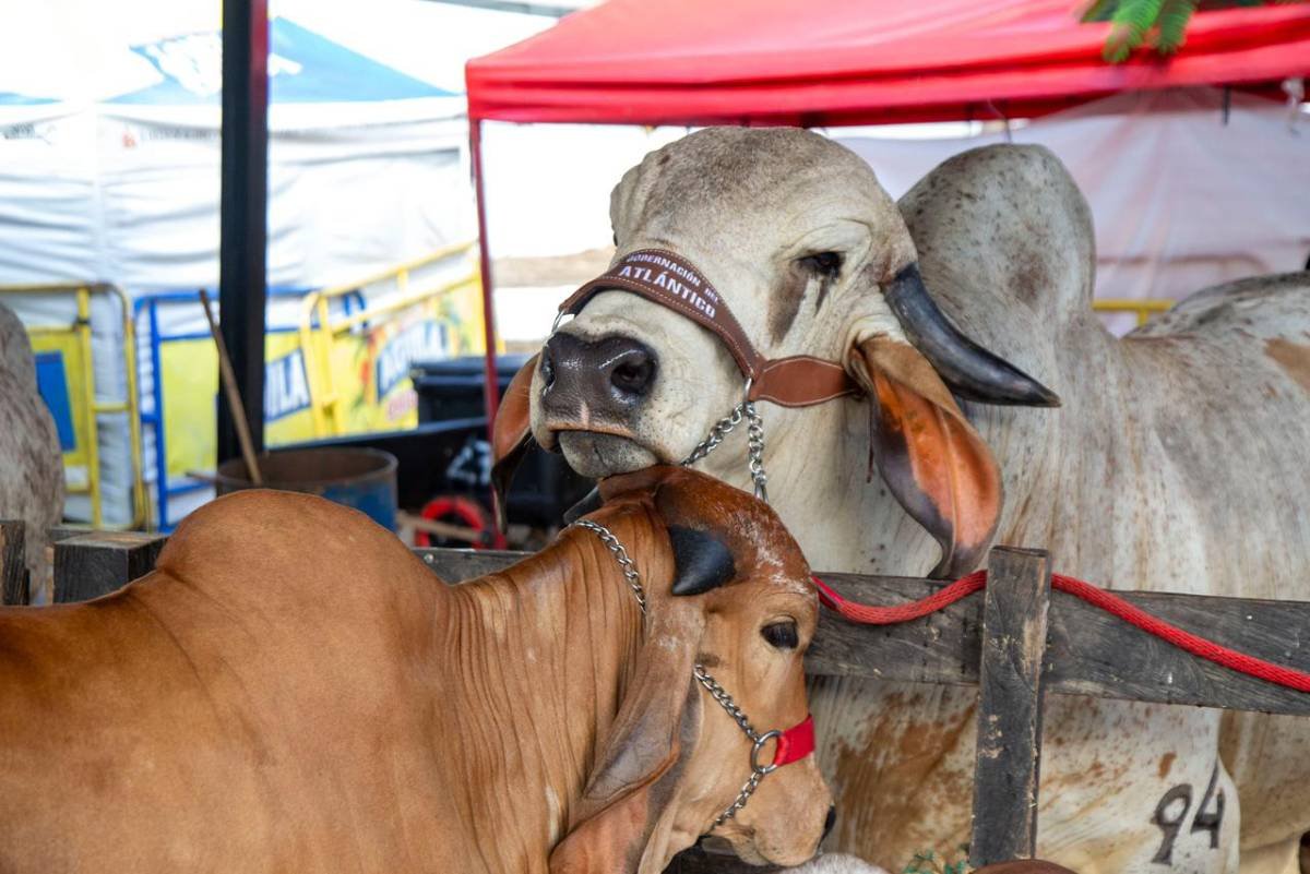 Santa Marta se prepara para recibir un evento sin precedentes, una feria ganadera junto al mar