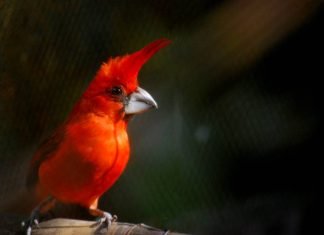 Global Big Day 2025, el evento de avistamiento de aves más grande del mundoen la Sierra Nevada