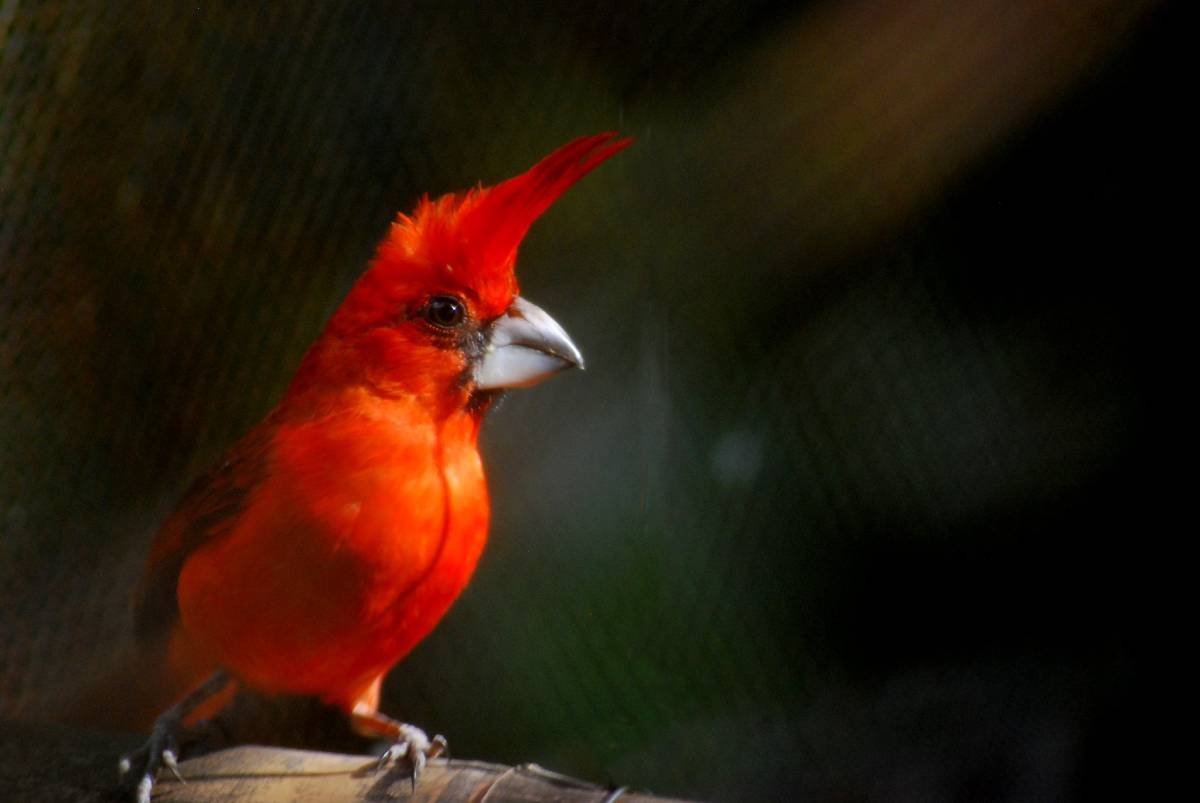 Global Big Day 2025, el evento de avistamiento de aves más grande del mundoen la Sierra Nevada