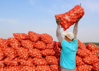 Científicos chinos descubren que la papa es hija del tomate